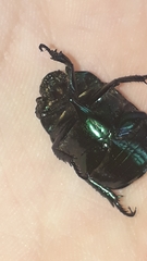 Macraspis rufonitida