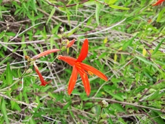 Anisacanthus quadrifidus