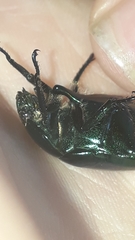 Macraspis rufonitida