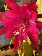 Disocactus ackermannii