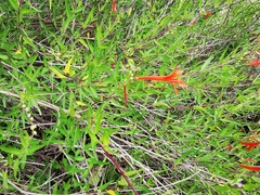 Anisacanthus quadrifidus