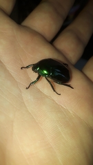 Macraspis rufonitida