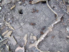 Camponotus sansabeanus