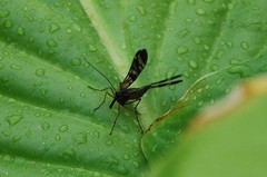 Panorpa coreana
