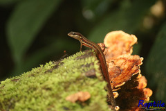 Cercosaura oshaughnessyi