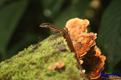 Cercosaura oshaughnessyi