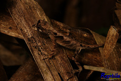 Anolis scypheus