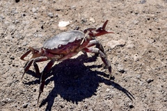 Dilocarcinus