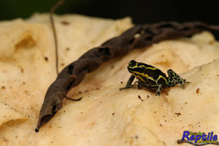 Ranitomeya variabilis