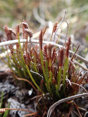Schizaea australis