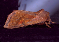 Bellura densa