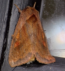 Bellura densa