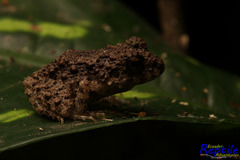 Oreobates quixensis