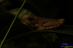 Dendropsophus reticulatus