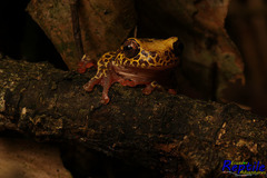 Dendropsophus reticulatus