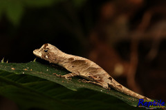 Anolis scypheus