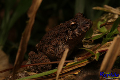Strabomantis sulcatus