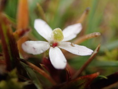 Stylidium subulatum