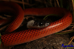 Drepanoides anomalus
