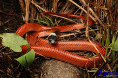 Drepanoides anomalus