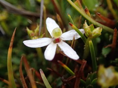 Stylidium subulatum