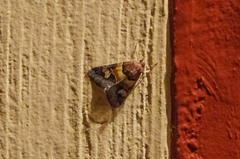 Drasteria pallescens