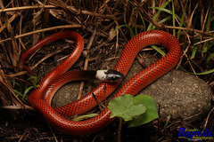 Drepanoides anomalus