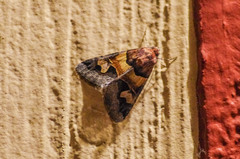 Drasteria pallescens