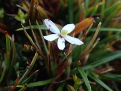 Stylidium subulatum