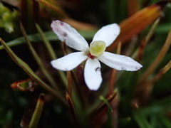 Stylidium subulatum
