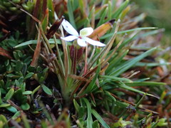 Stylidium subulatum