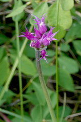 Allium brevistylum