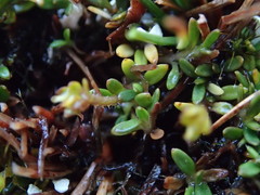 Actinotus novae-zelandiae
