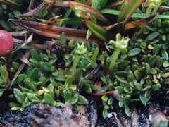 Actinotus novae-zelandiae