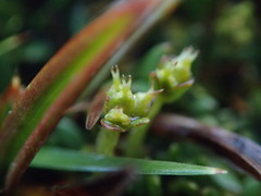 Actinotus novae-zelandiae