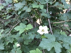 Rubus neomexicanus