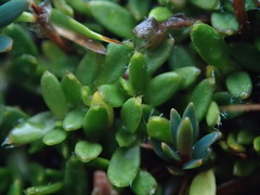 Actinotus novae-zelandiae