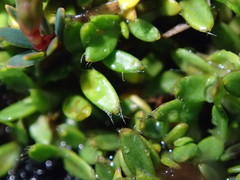 Actinotus novae-zelandiae