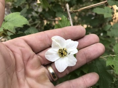 Rubus neomexicanus