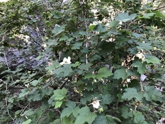 Rubus neomexicanus