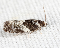 Gypsonoma adjuncta