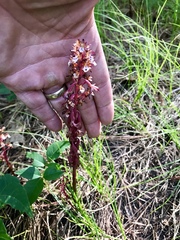 Corallorhiza maculata occidentalis