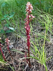 Corallorhiza maculata occidentalis