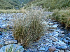 Poa cockayneana
