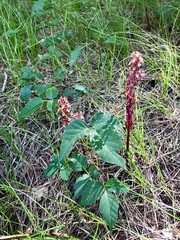 Corallorhiza maculata occidentalis