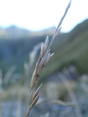 Poa cockayneana
