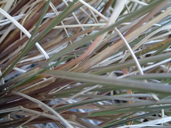 Poa cockayneana