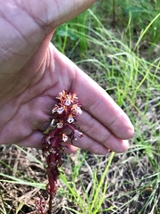 Corallorhiza maculata occidentalis