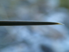Poa cockayneana