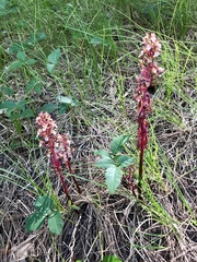 Corallorhiza maculata occidentalis